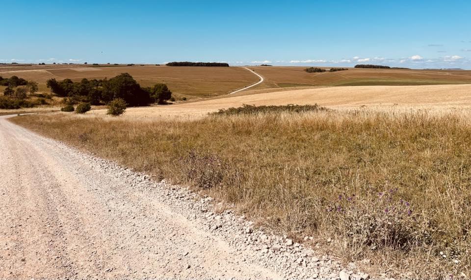 White Horse Scatter 2025